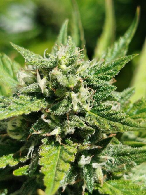 Papaya Cadifornia grow. Week 23