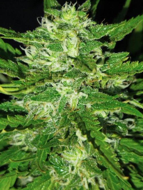 Papaya Zoap F1 Fast Version. Week 23