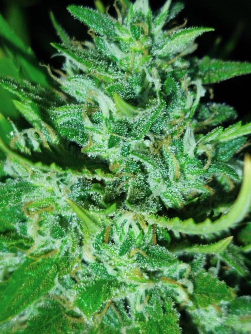Papaya Cadifornia grow. Week 24