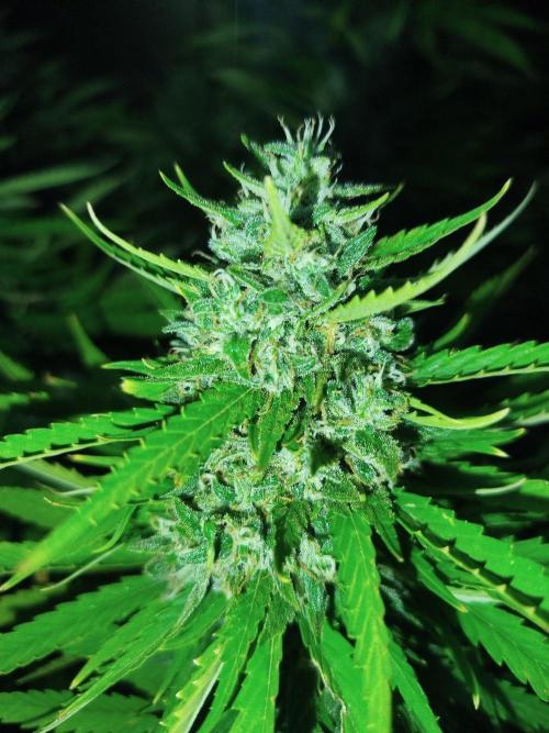 Papaya Zoap F1 Fast Version. Week 24