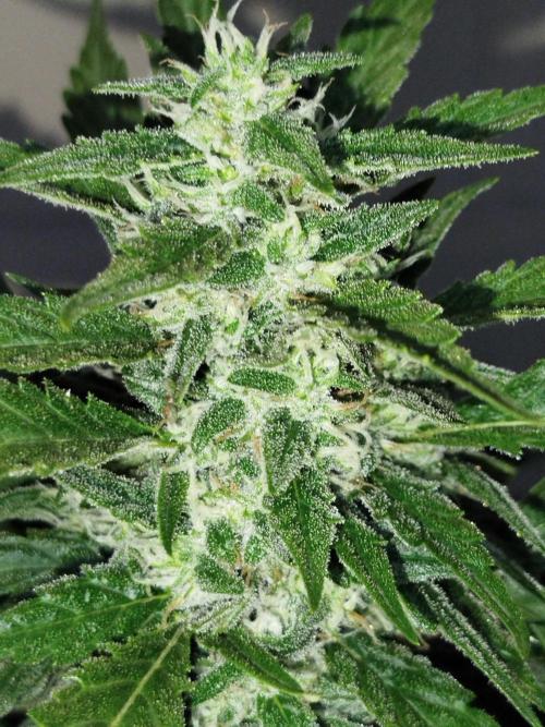 Papaya Zoap F1 Fast Version. Week 5
