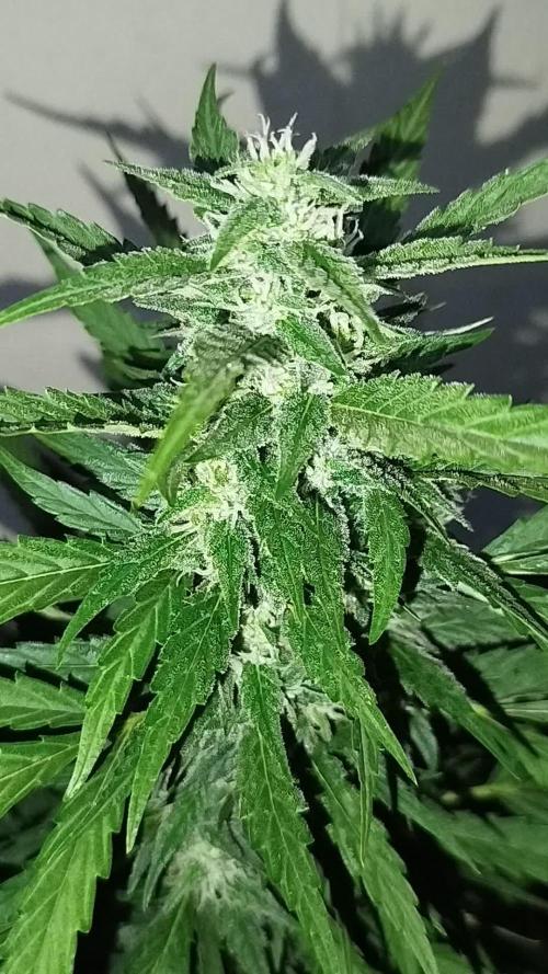 Mix papaya