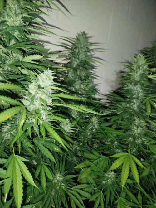 Mix papaya. Week 6