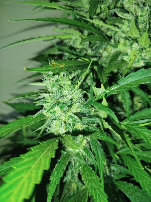 Mix papaya. Week 6