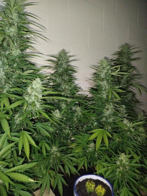 Mix papaya. Week 6