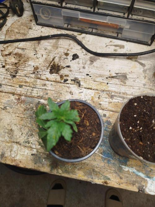 Runtz ice cream cake. Week 1