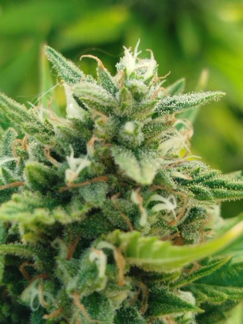 Papaya Cadifornia grow. Week 25