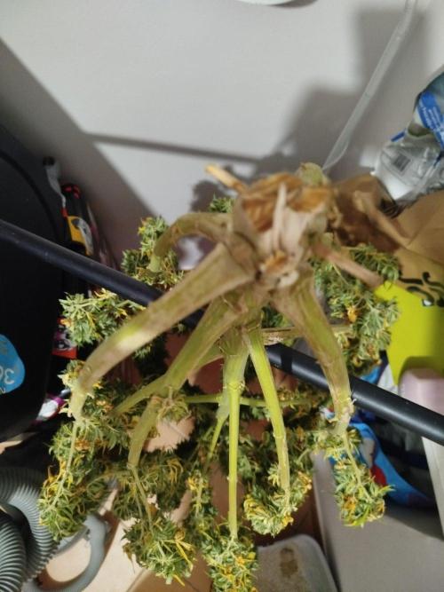 Papaya Cadifornia grow. Week 25