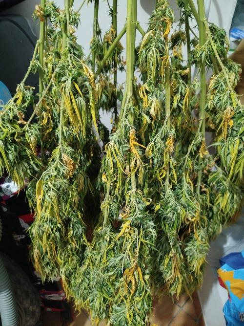 Papaya Cadifornia grow. Week 25