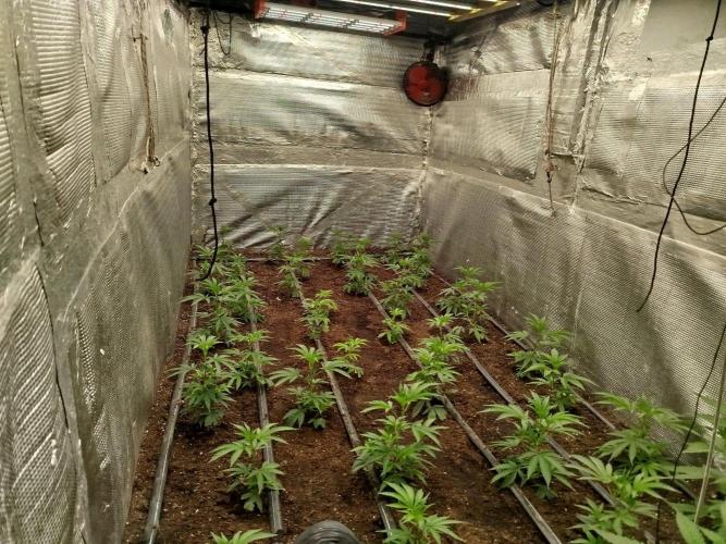 Dante's inferno x papaya zoap. Week 2