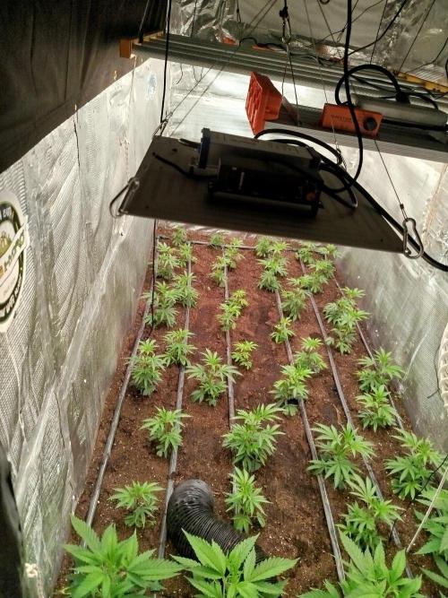 Dante's inferno x papaya zoap. Week 2