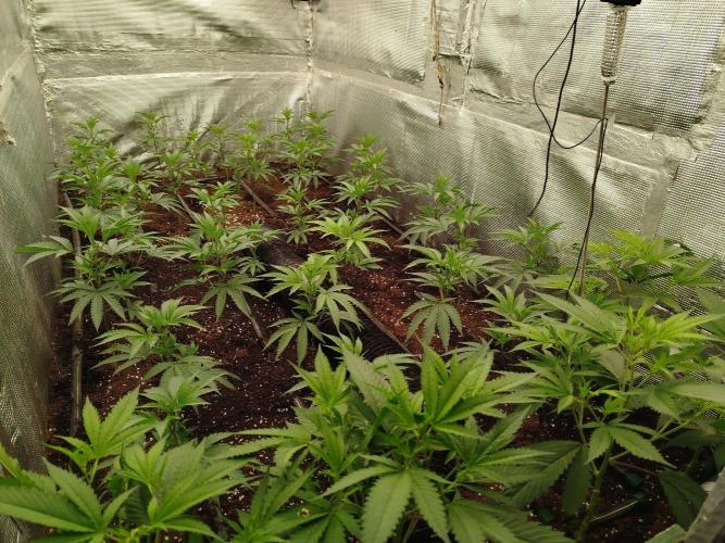 Dante's inferno x papaya zoap. Week 3