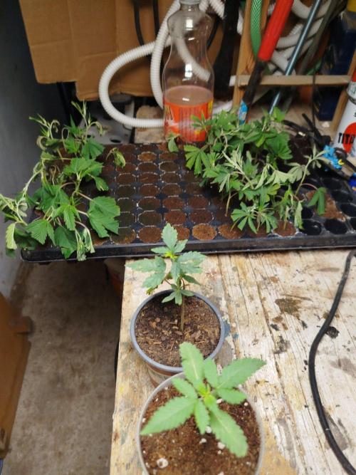 Runtz ice cream cake. Week 2