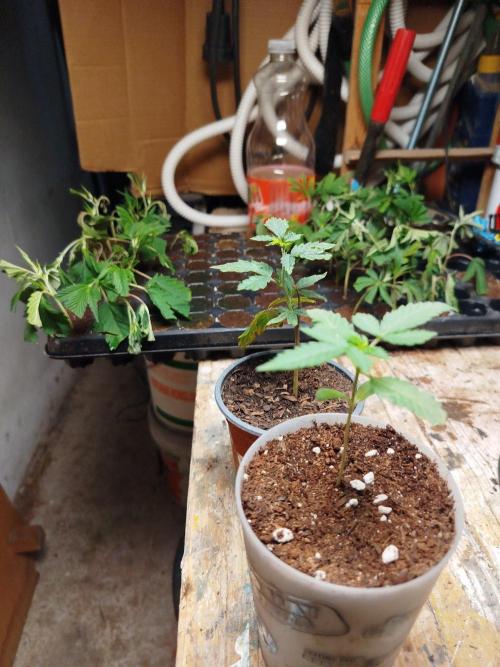 Runtz ice cream cake. Week 2