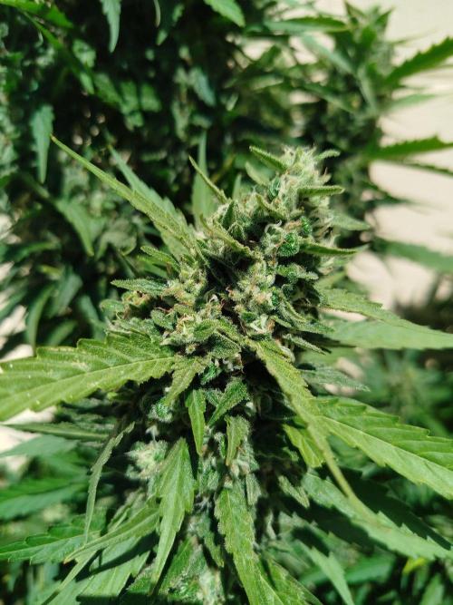 Mix papaya. Week 7
