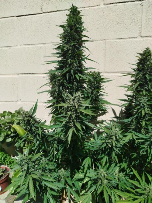Mix papaya. Week 7