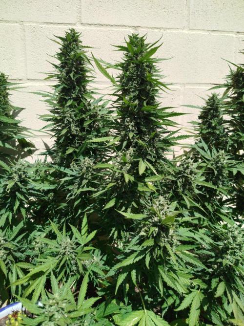 Mix papaya. Week 7