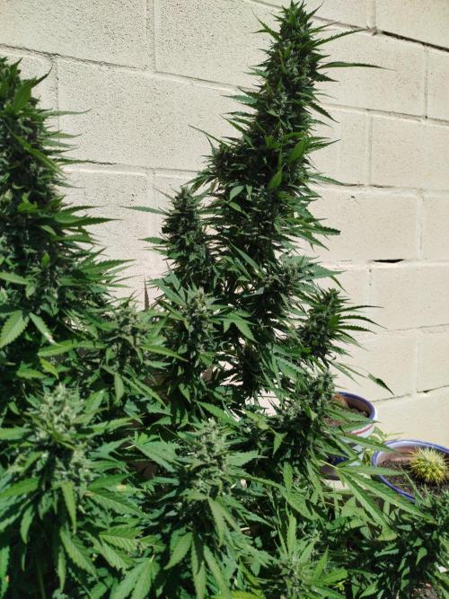 Mix papaya. Week 7