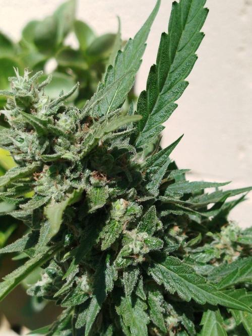Mix papaya. Week 7
