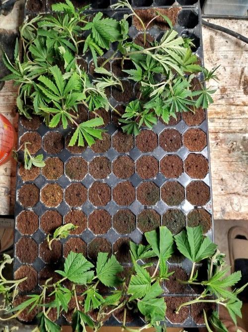 Power full! Living soil.. Week 0