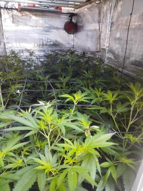 Dante's inferno x papaya zoap. Week 4