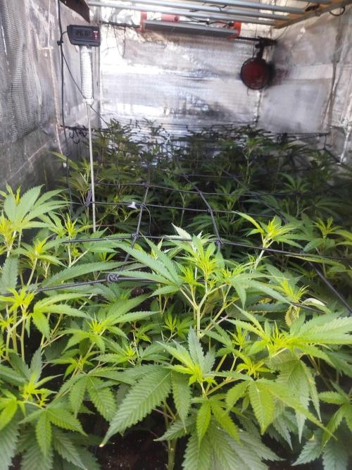 Dante's inferno x papaya zoap. Week 4