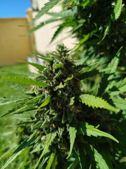 Mix papaya. Week 8