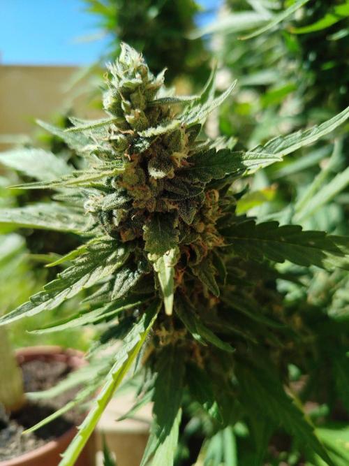 Mix papaya. Week 8