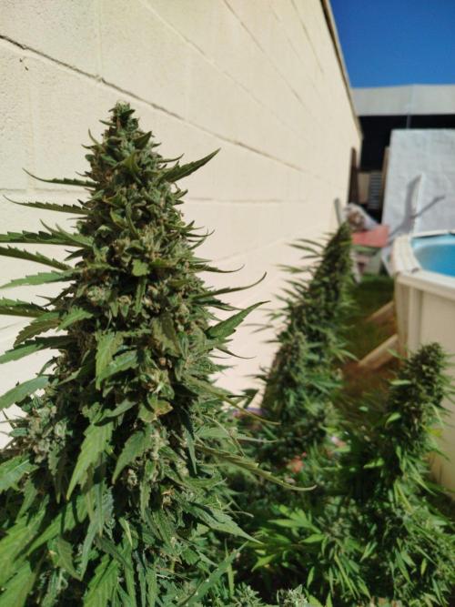 Mix papaya. Week 8