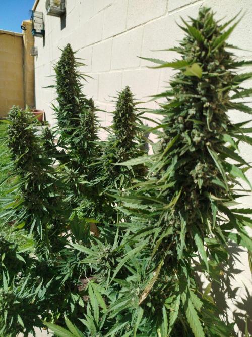 Mix papaya. Week 8