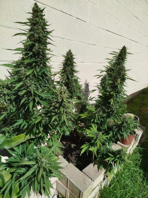 Mix papaya. Week 8