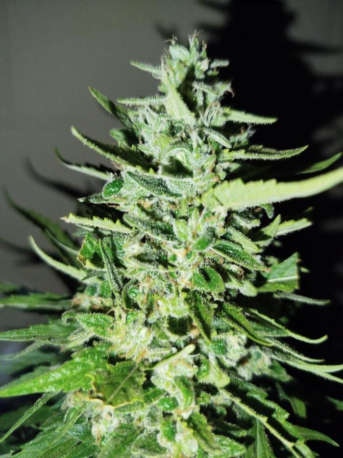 Mix papaya. Week 9