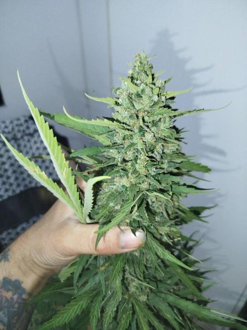 Mix papaya. Week 10