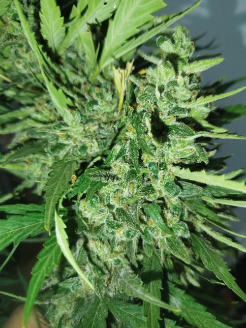 Mix papaya. Week 10