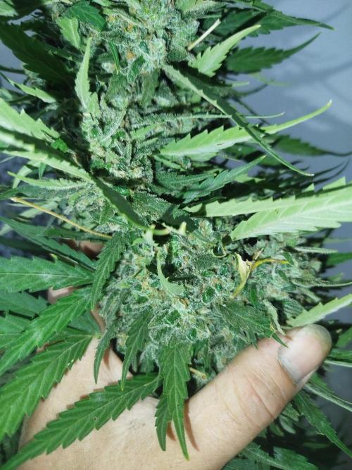 Mix papaya. Week 10