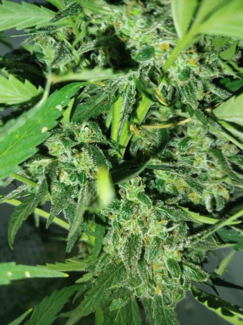 Mix papaya. Week 10