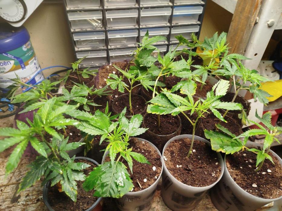 Power full! Living soil.. Week 1