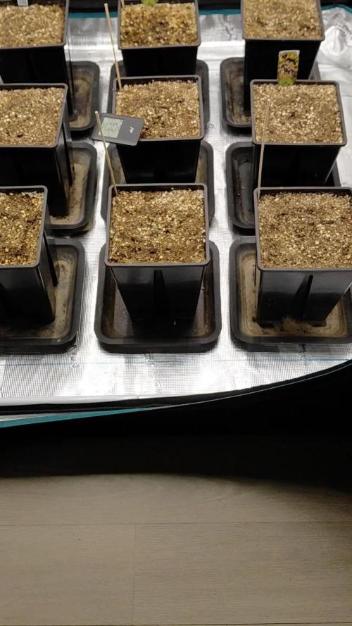 Banana Purple /GorillaZ/West Coast OG