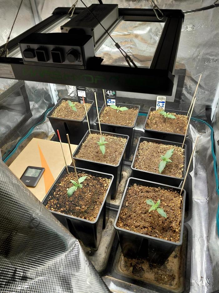 Banana Purple /GorillaZ/West Coast OG. Week 1 - 08/11/2025