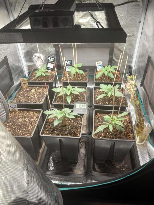 Banana Purple /GorillaZ/West Coast OG. Week 2