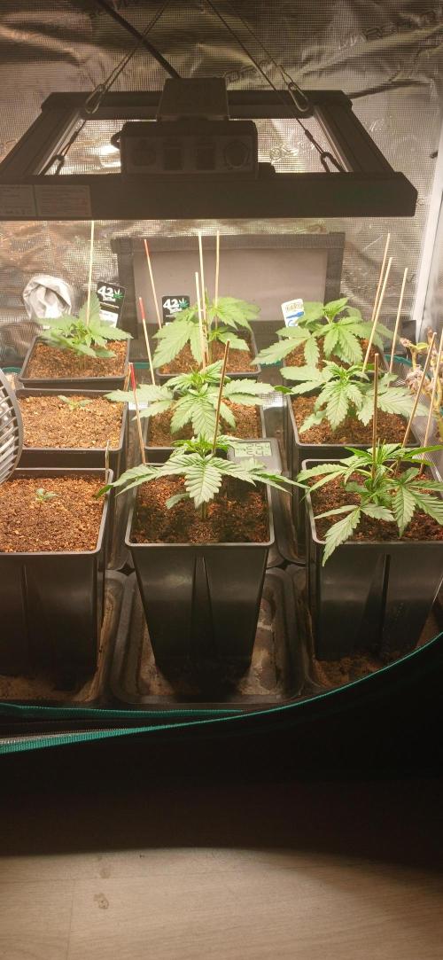 Banana Purple /GorillaZ/West Coast OG. Week 2