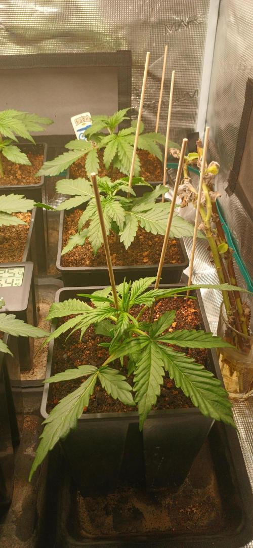 Banana Purple /GorillaZ/West Coast OG. Week 2 - 3 gorillaZ