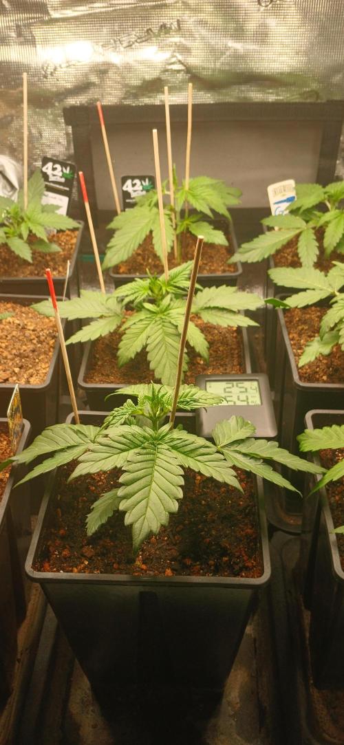 Banana Purple /GorillaZ/West Coast OG. Week 2 - 3 banana purple punch