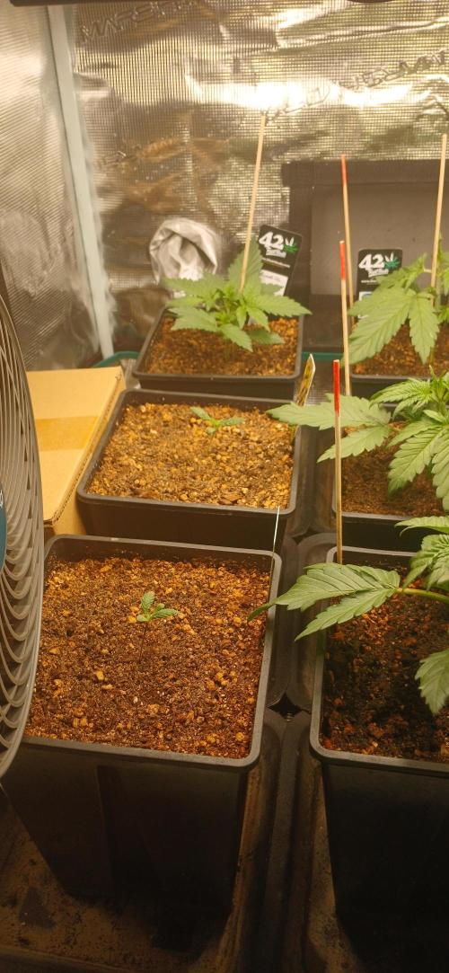 Banana Purple /GorillaZ/West Coast OG. Week 2 - 1 west coast og
2 exclusive seed bank varieties 