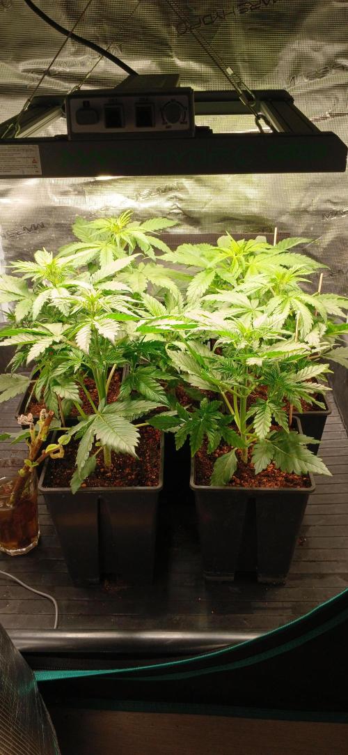 Banana Purple /GorillaZ/West Coast OG. Week 3