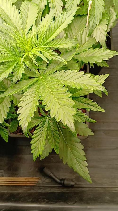 Banana Purple /GorillaZ/West Coast OG