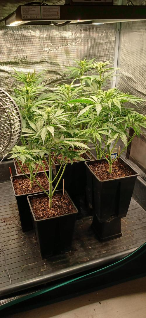 Banana Purple /GorillaZ/West Coast OG. Week 4