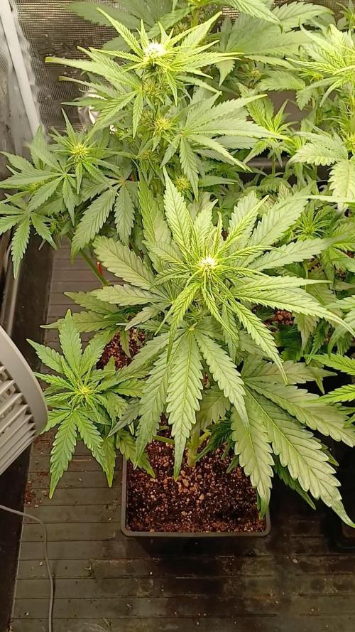 Banana Purple /GorillaZ/West Coast OG