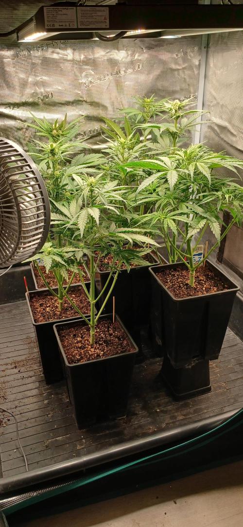 Banana Purple /GorillaZ/West Coast OG. Week 4