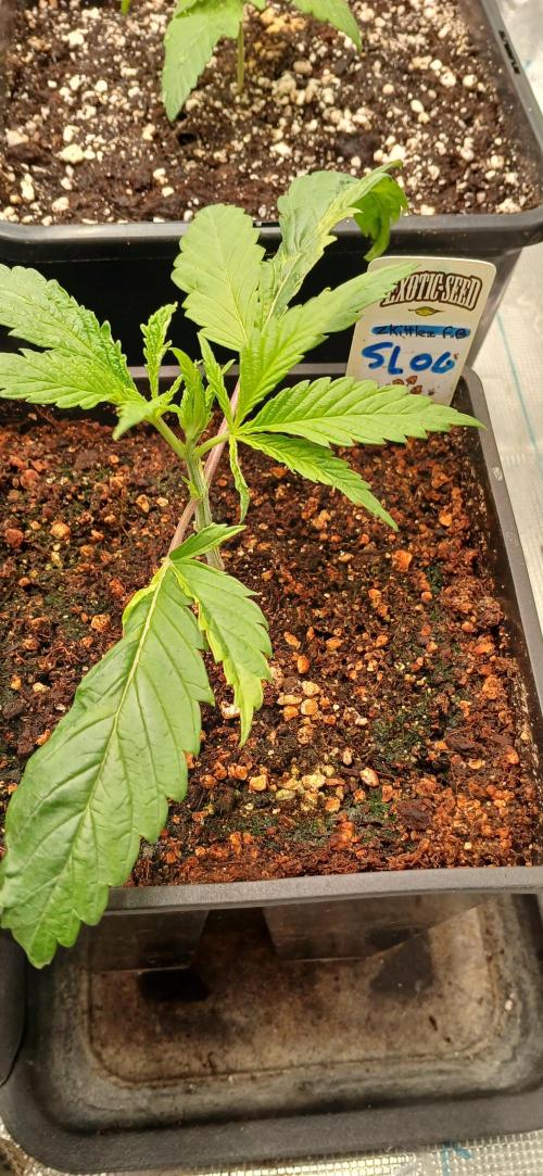 Kiwi x Papaya test. Week 1 - Super Larry Og